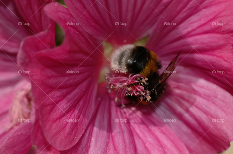 pollen pink rose bumblebee by ibphotography