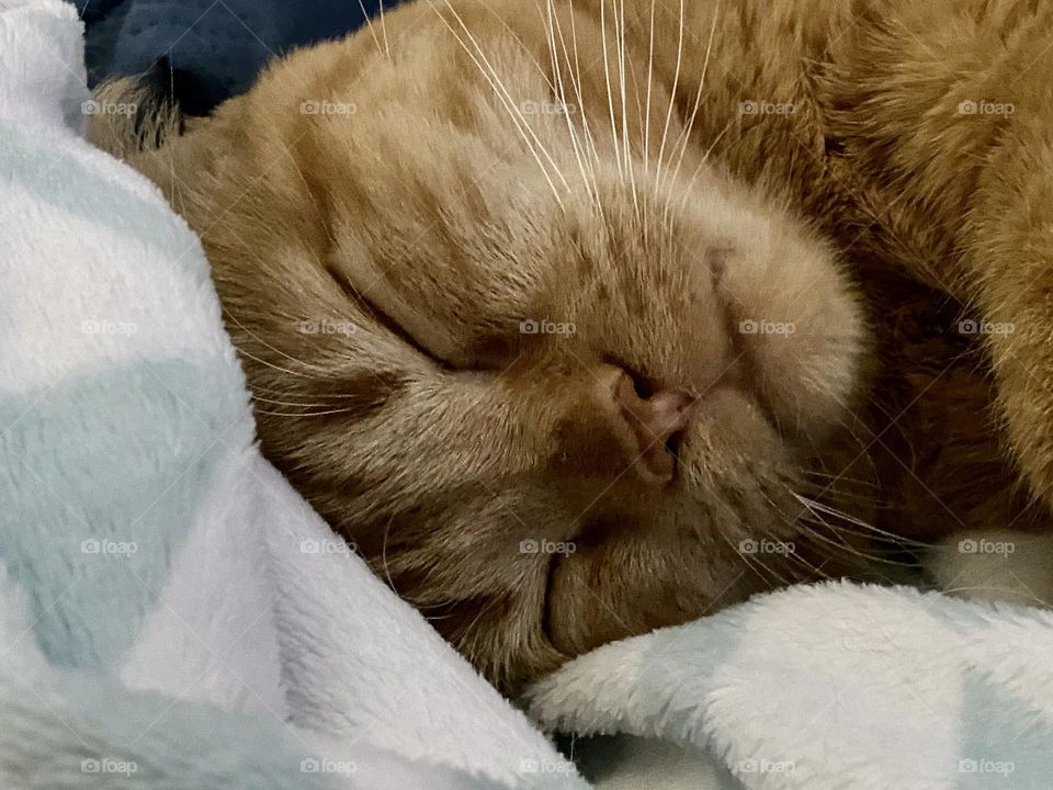 An orange tabby cat sleeping on a blue and white fleece blanket