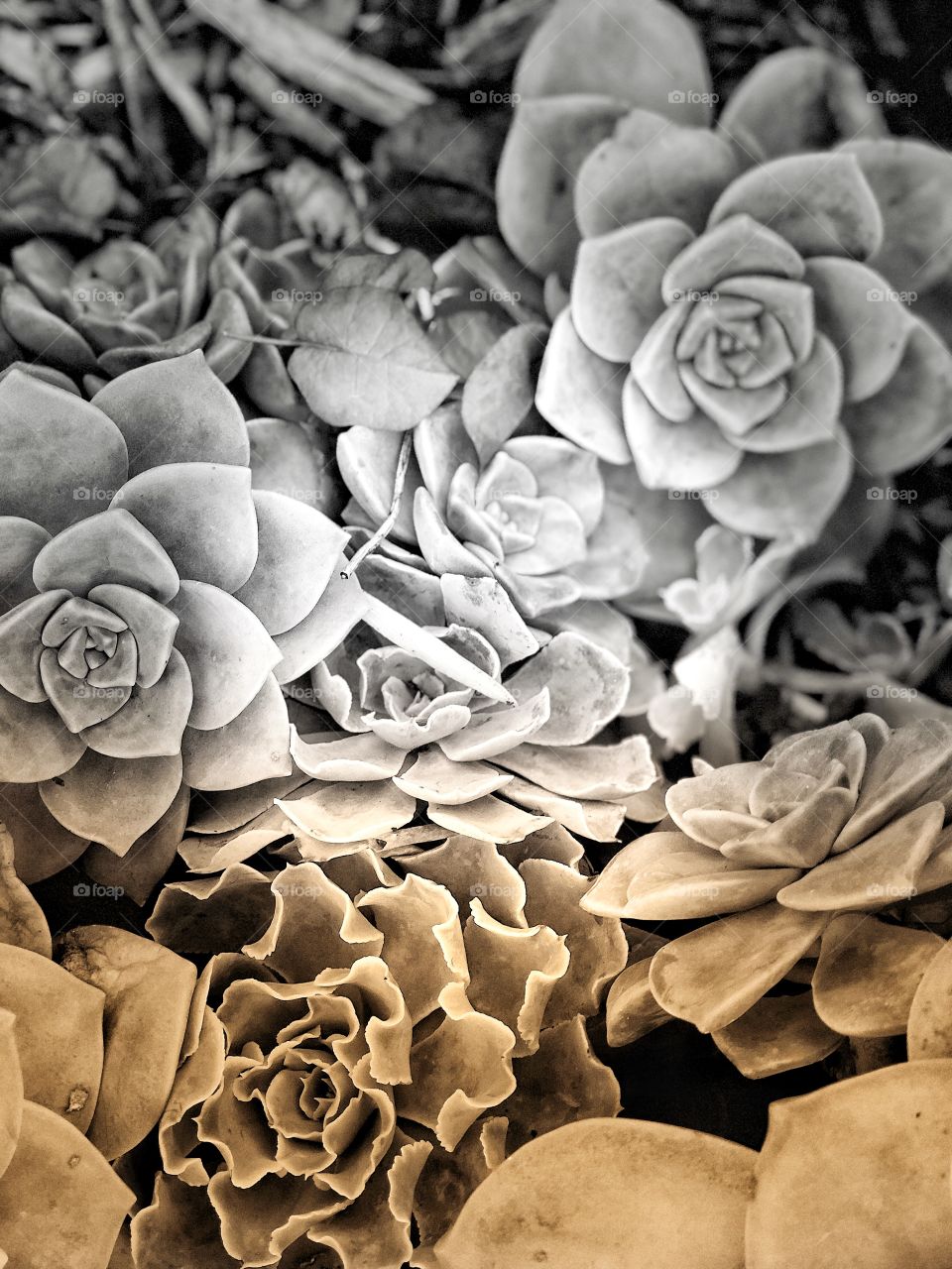 Incredible and Wonderful Canvas Art, Black and White Succulents with Golden Hints