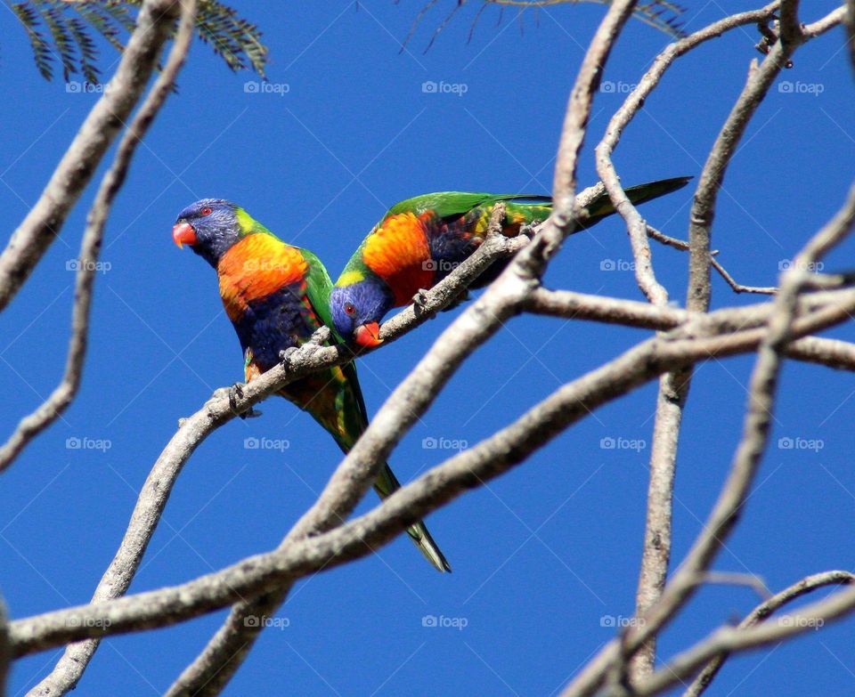 Rainbow Lorikeets