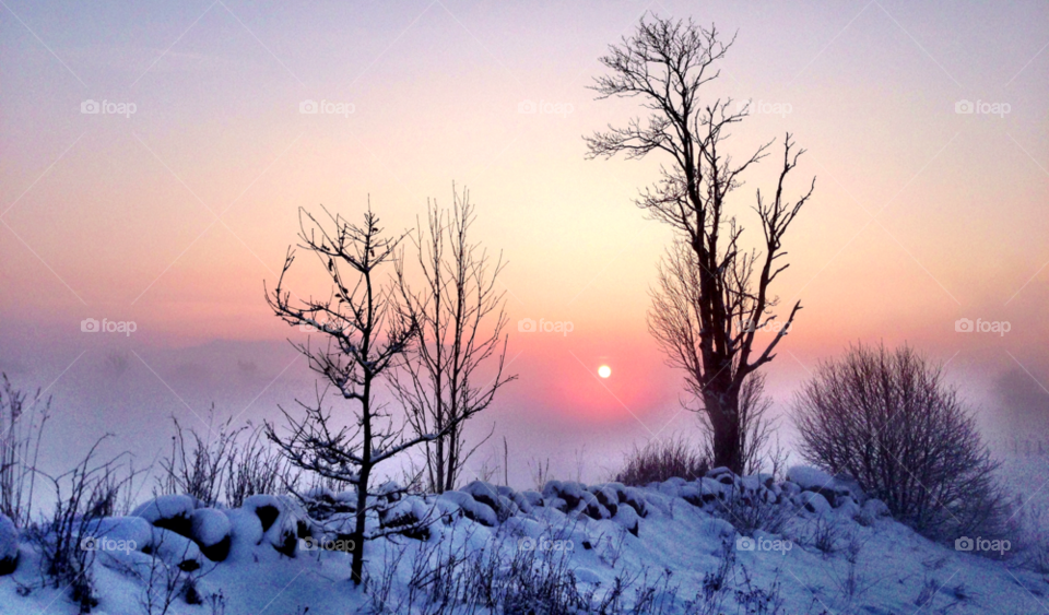 snow winter sunset trees by schalock