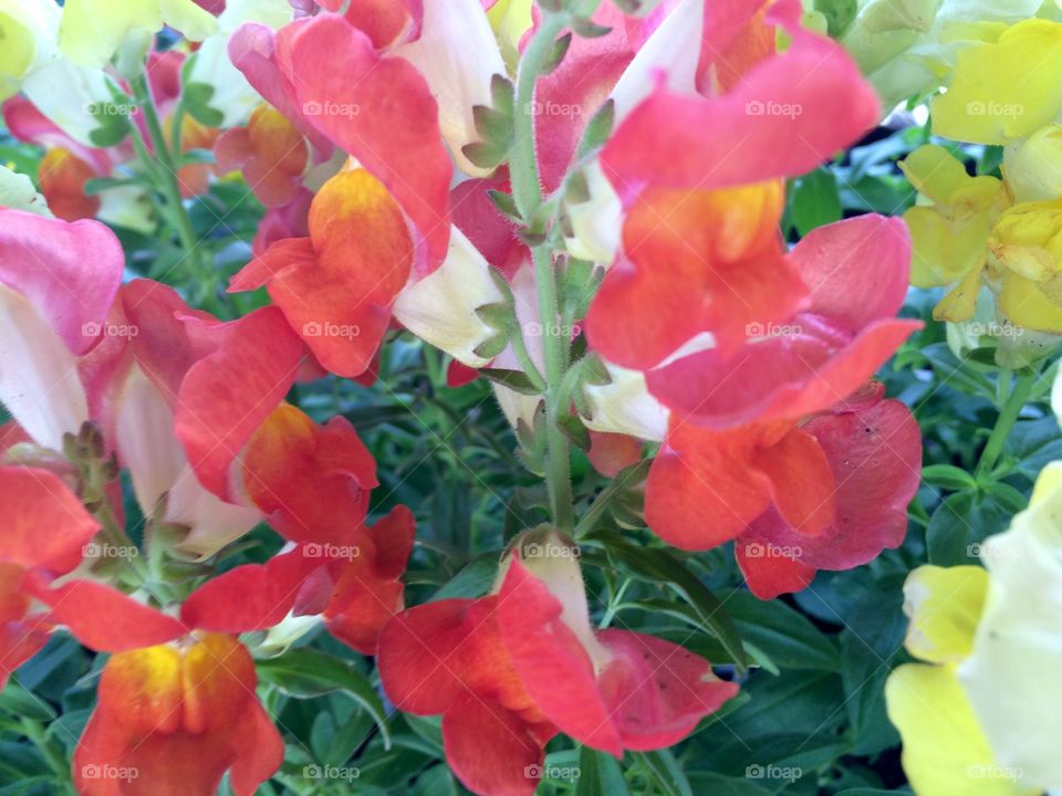 Snapdragon Flowers 