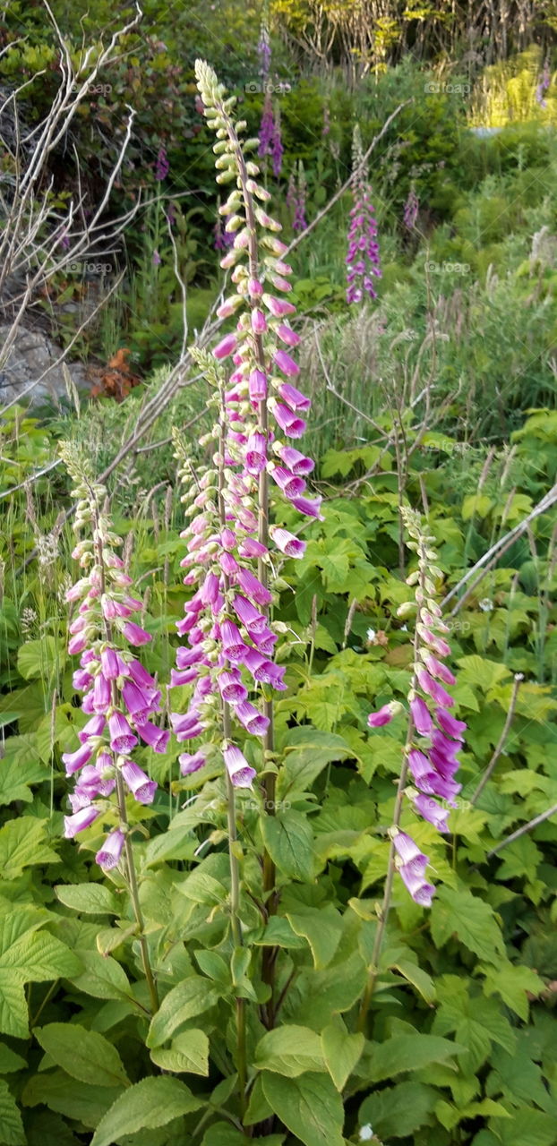 digitales dans l'ile de Vancouver