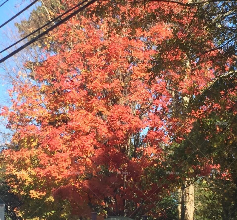Fall colors