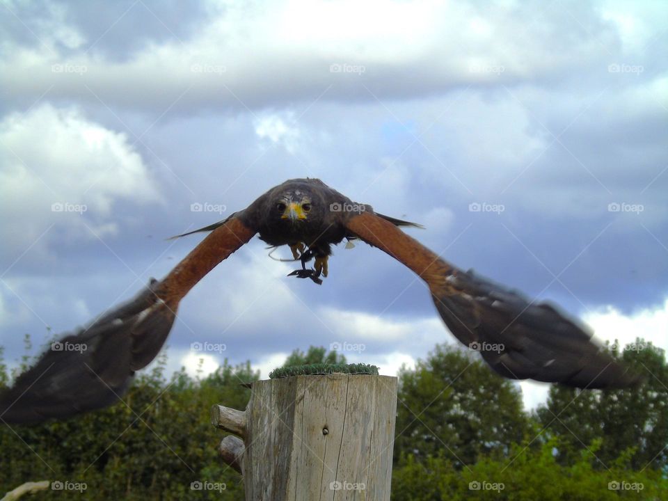 The Harris Hawk, close call.. Beautiful bird of prey, UK