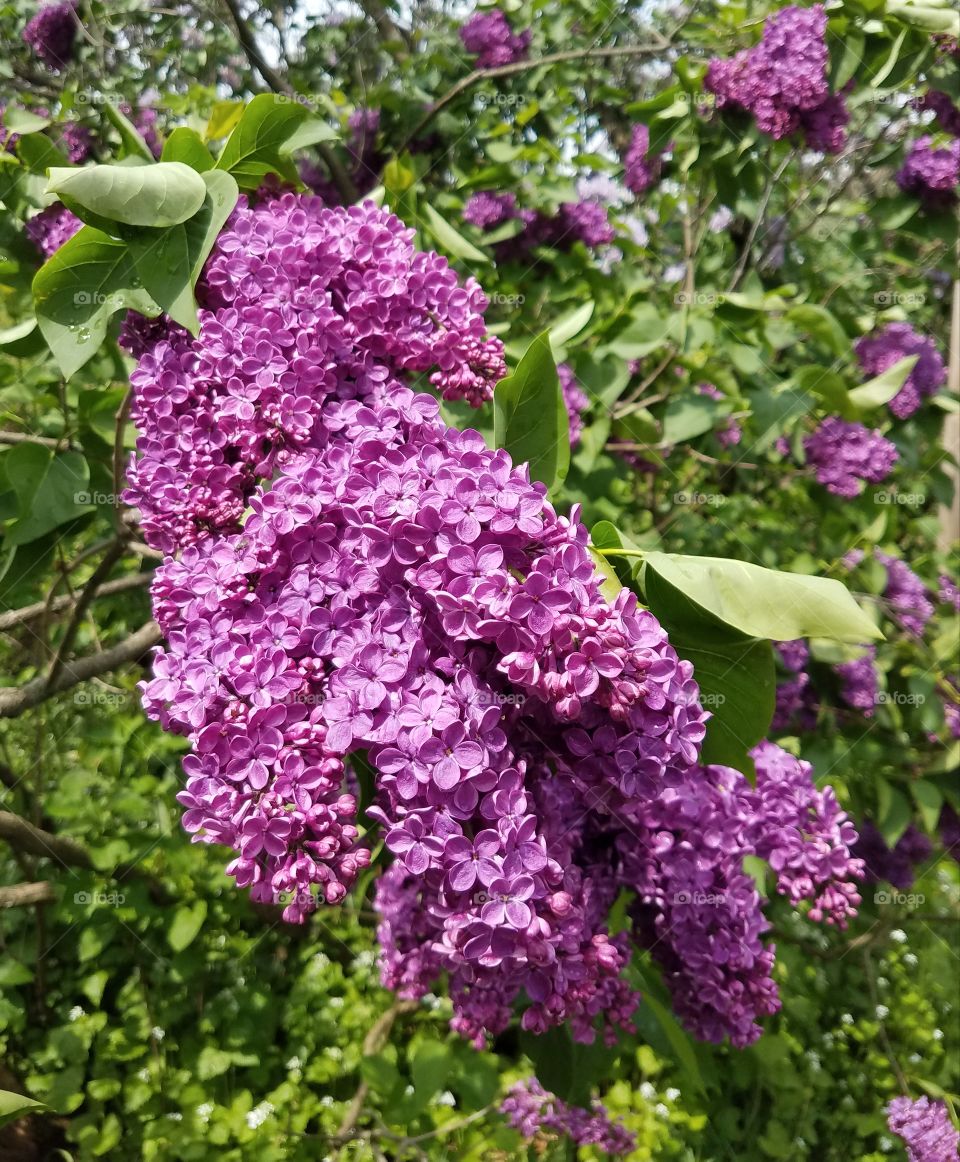 lilac flowers