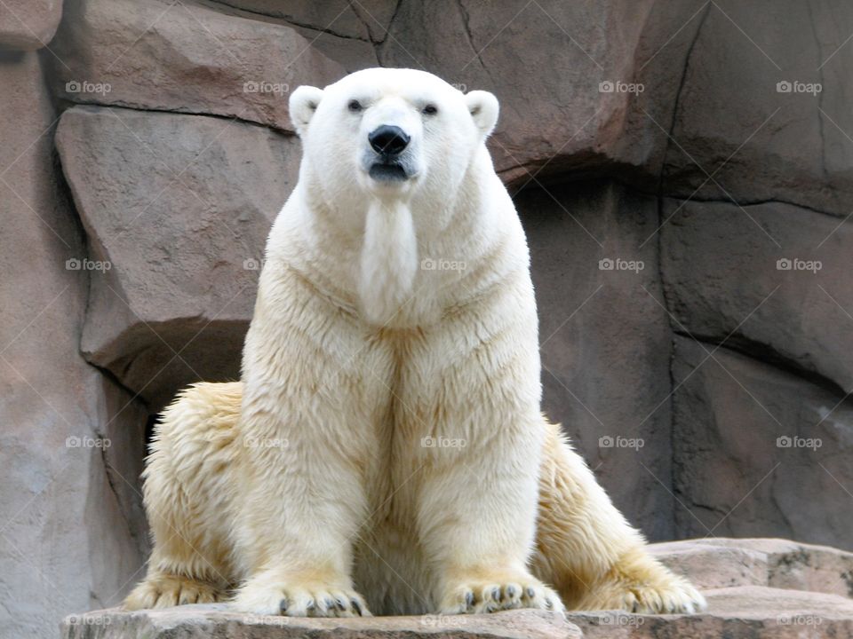 Polar Bear