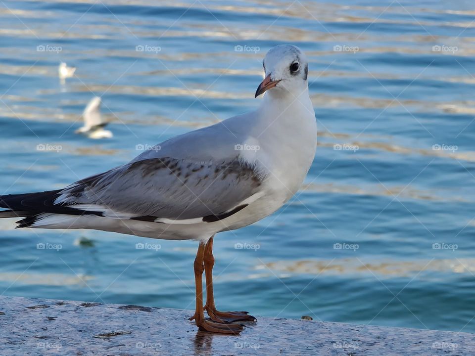 seagull