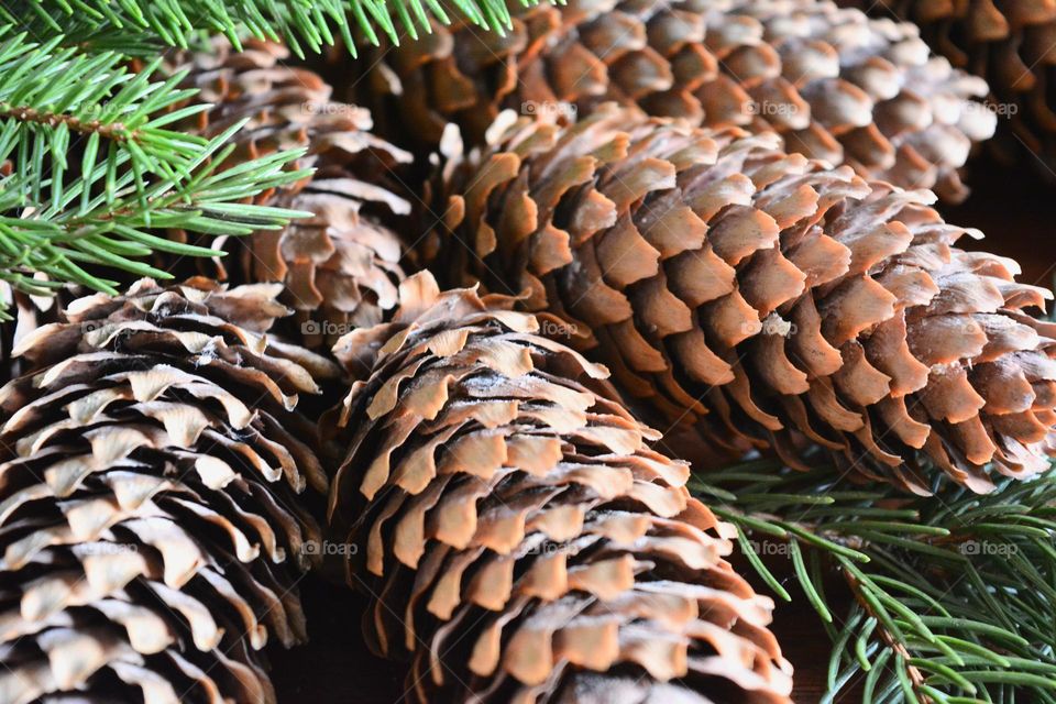 wooden cones beautiful texture close up