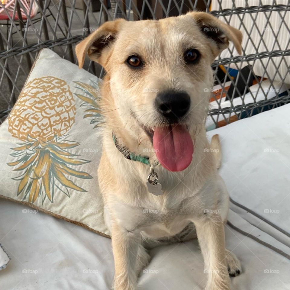 Happy puppy on an outdoor couch with throw pillows