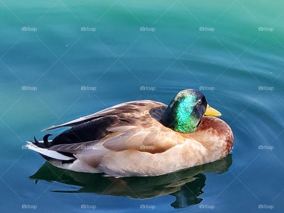 Mallard Duck Floating in Sunshine