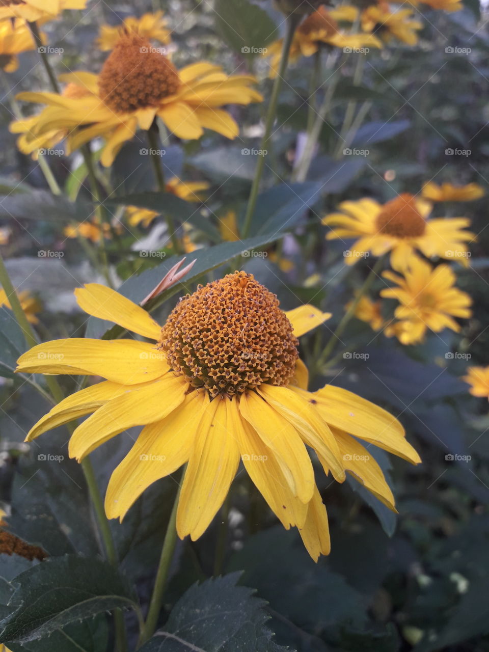 late summer Rudbeckia