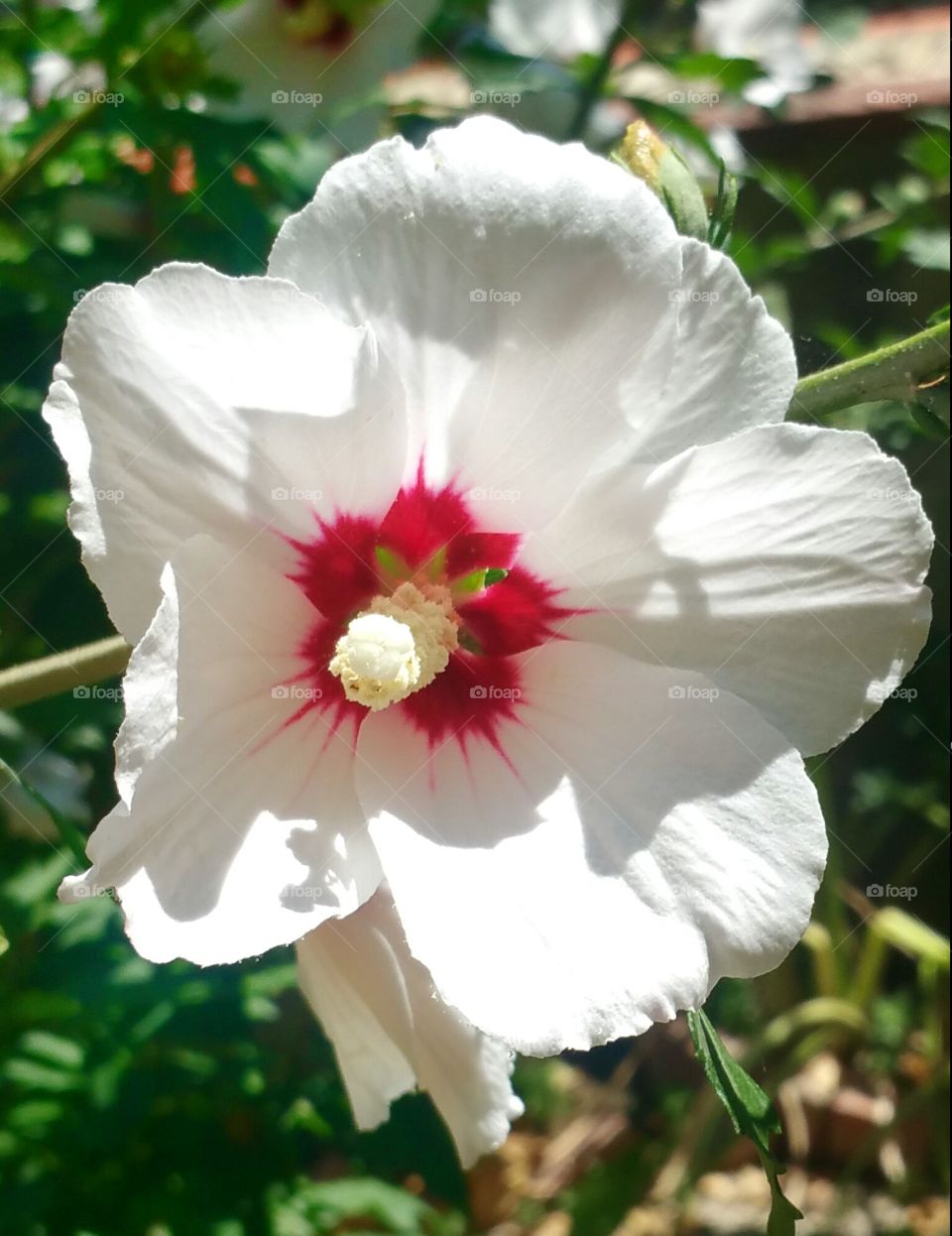 White and res nature