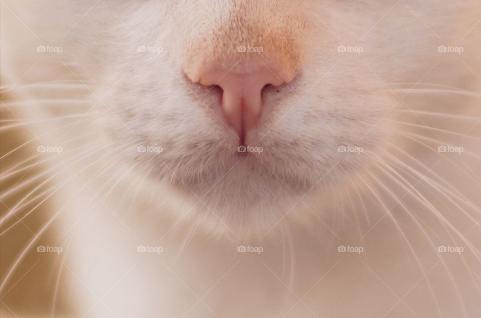 Snout of a cat