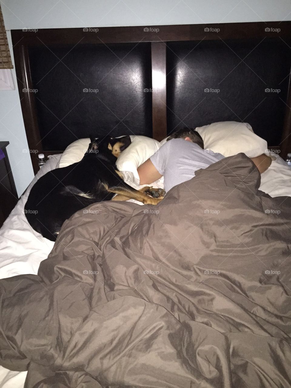 Jake and his owner sound asleep in bed. He thinks he's a human too sometimes!