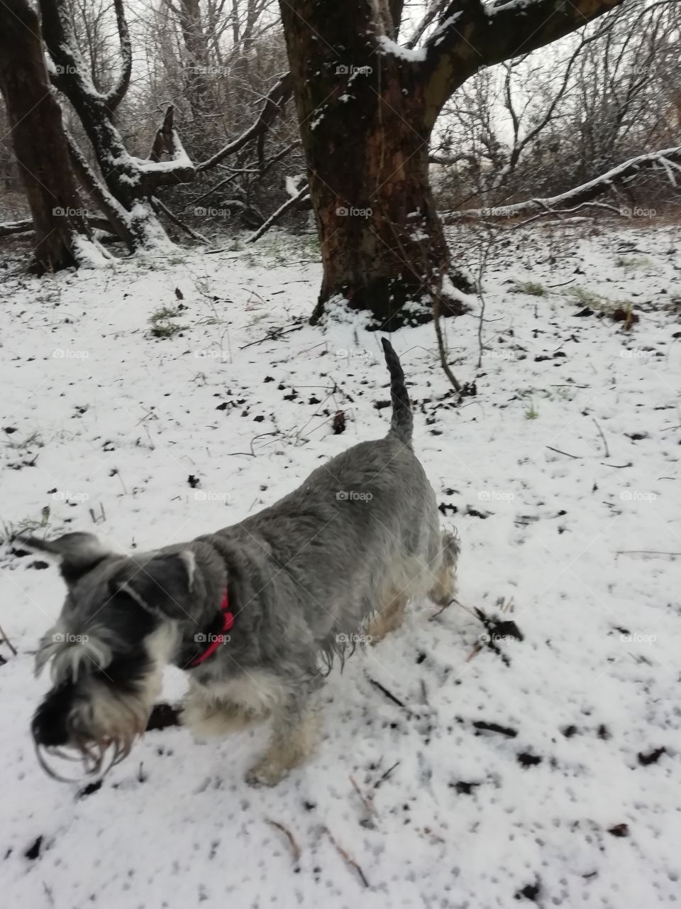snow and my dog.