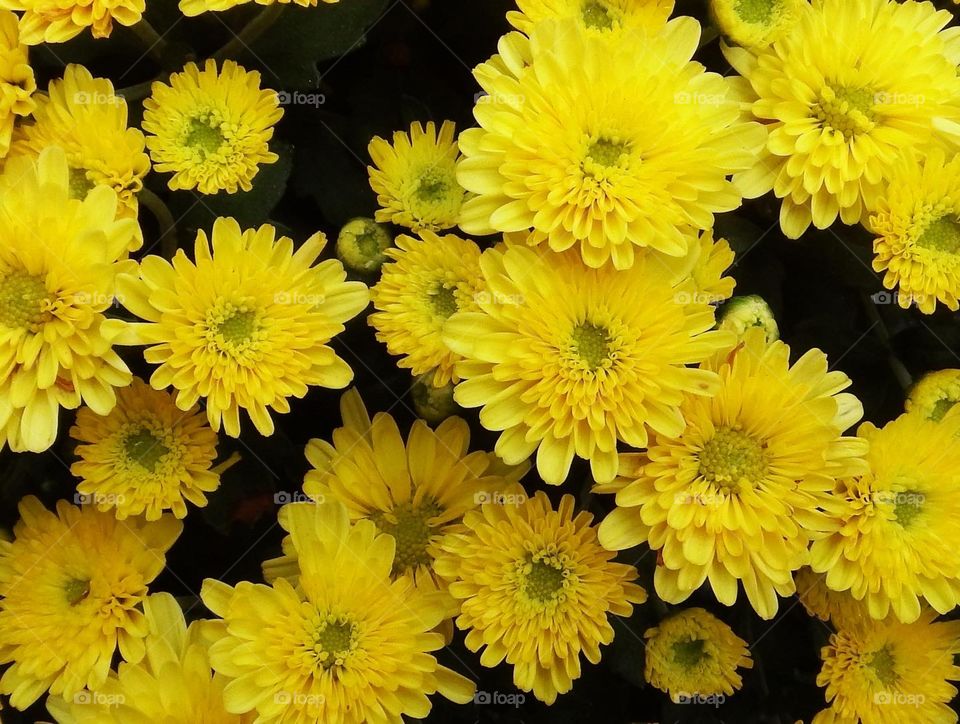 Top down view of yellow flowers