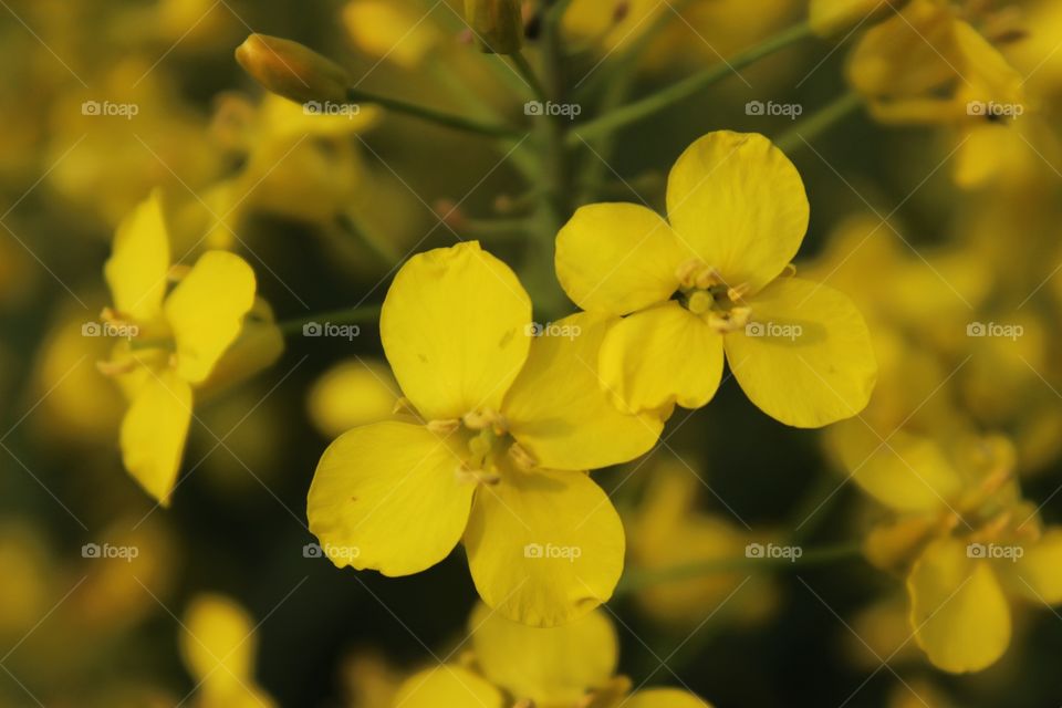 yellow flower