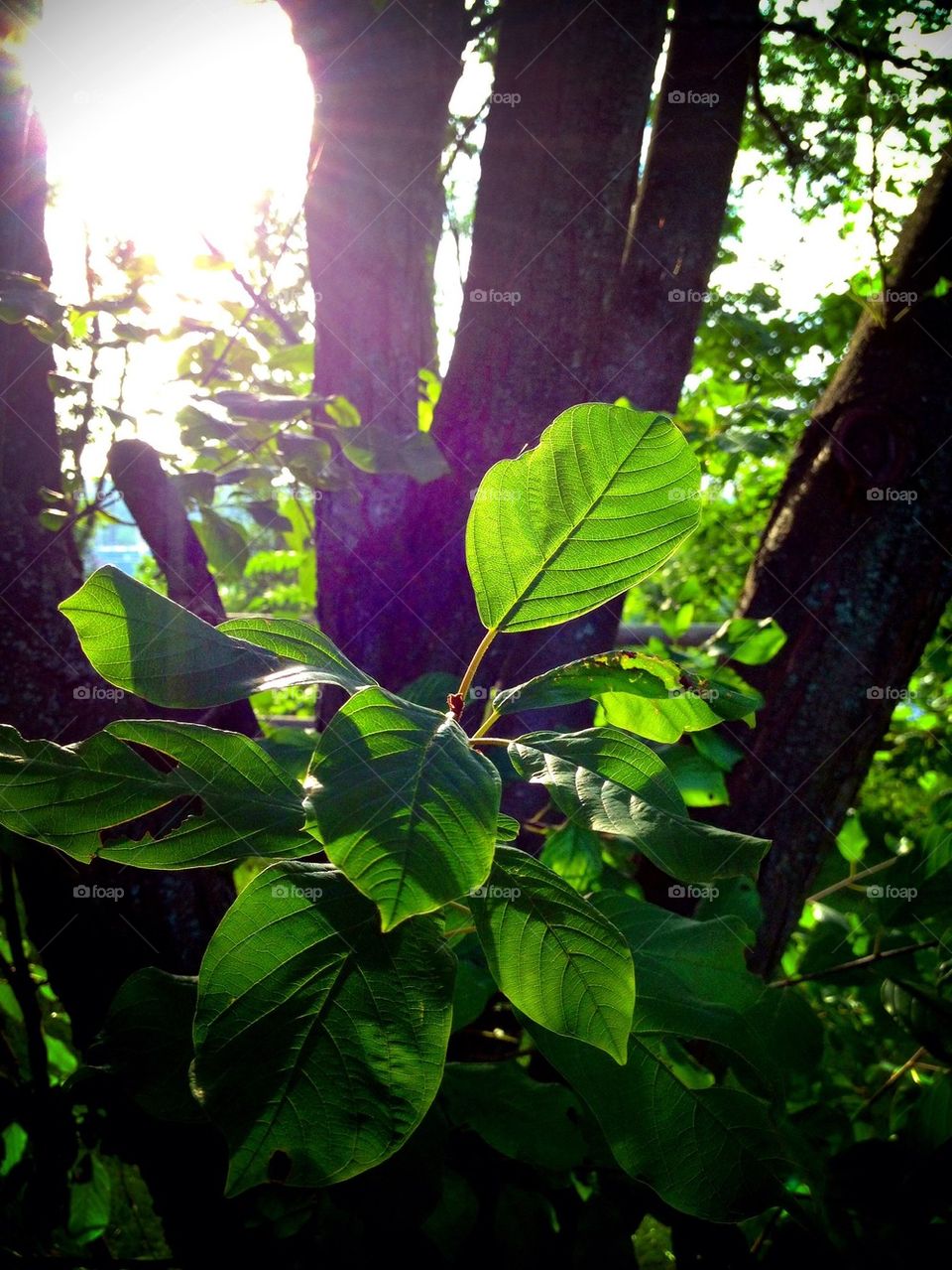 Light in the Leaves