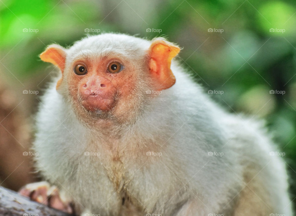 zoo small monkey posing by delvec