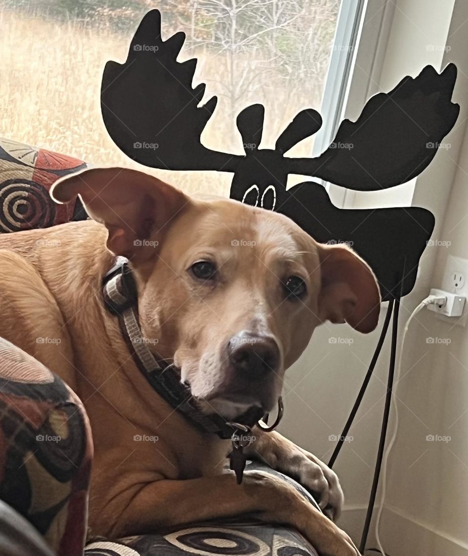 Moose Has Eyes On Dog 