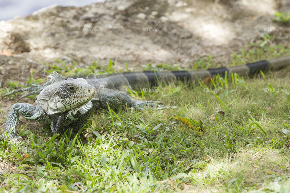 Beautiful iguana.