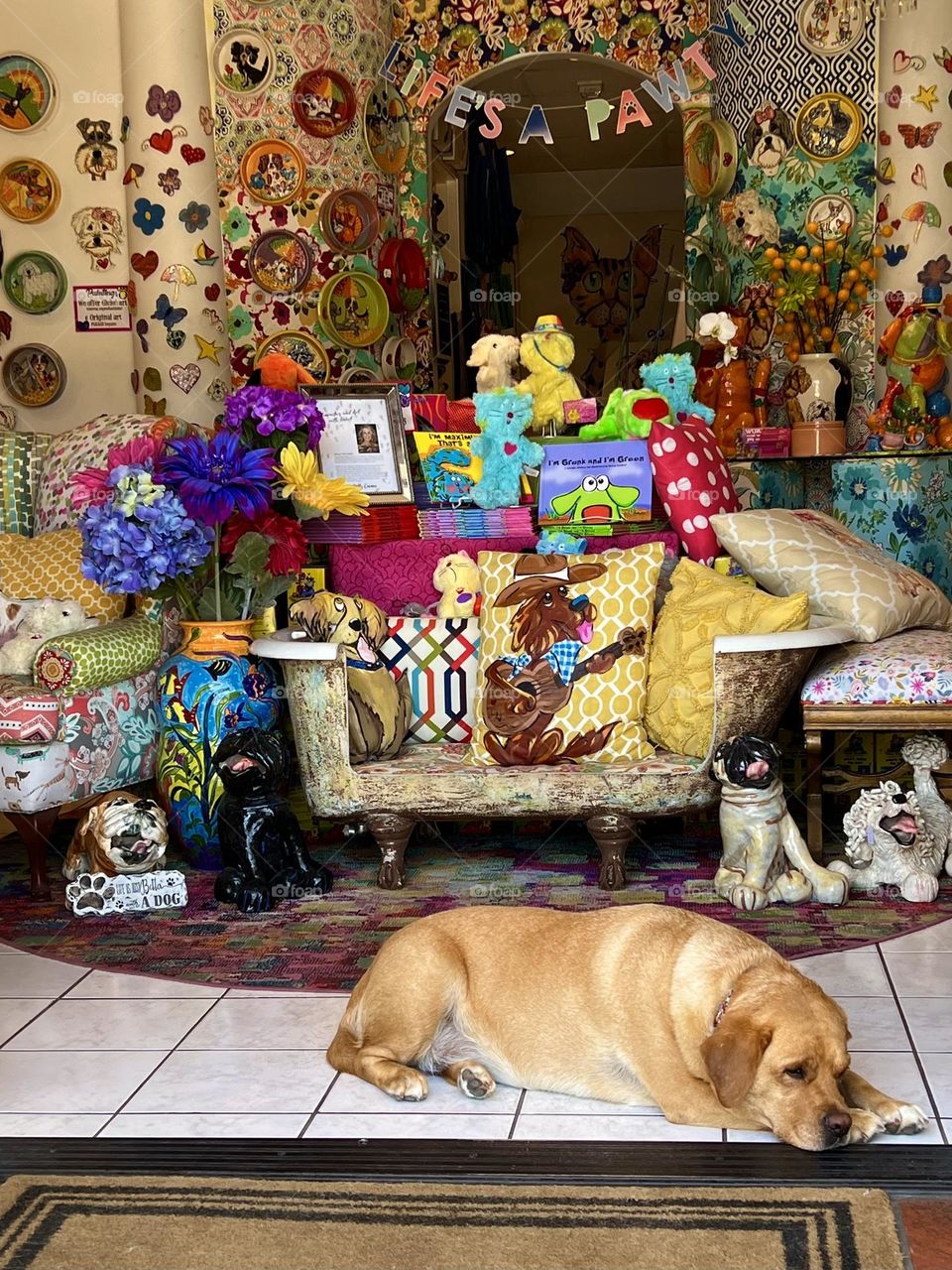 Dog laying down at the entrance of a store in Laguna Beach California