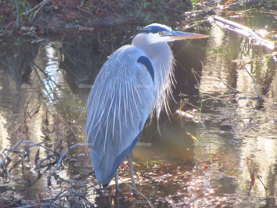 Heron in the Swamp