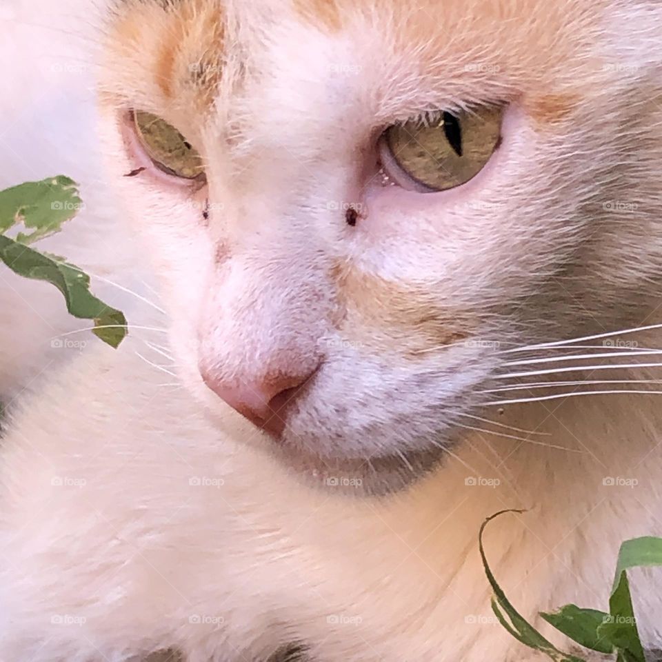 Beautiful cat looking at camera 