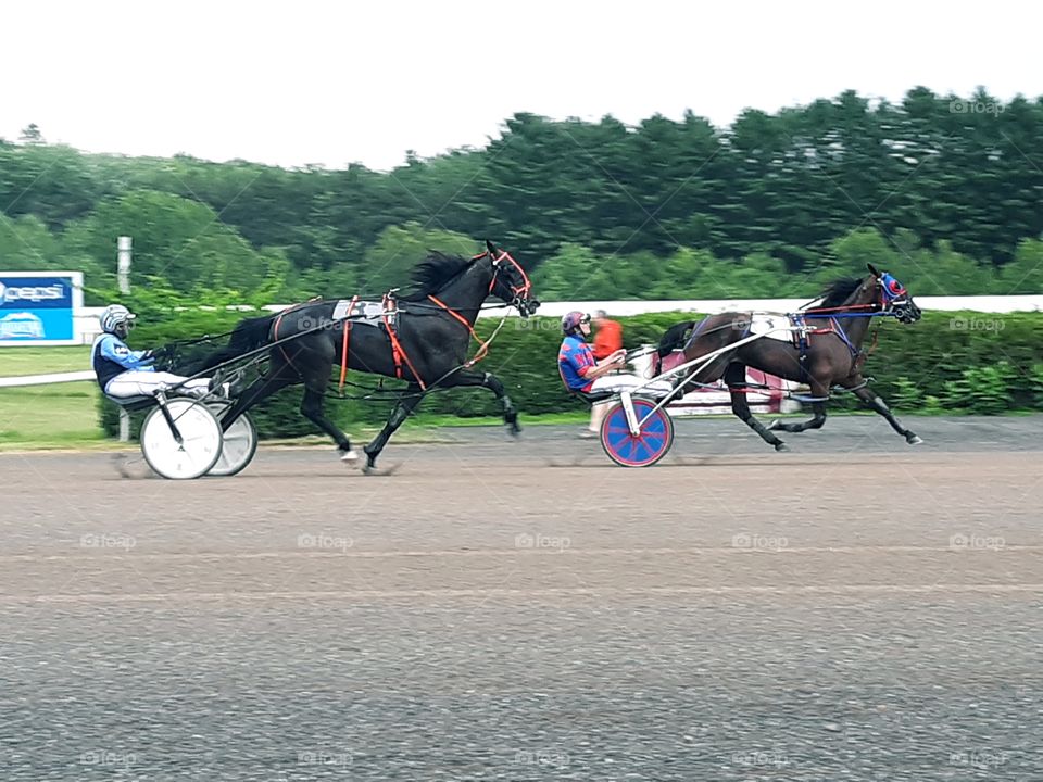 harness racing