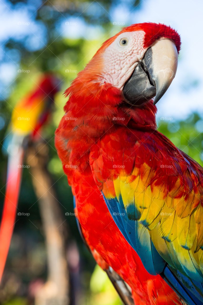 Colorful parrot. Colorful red parrot