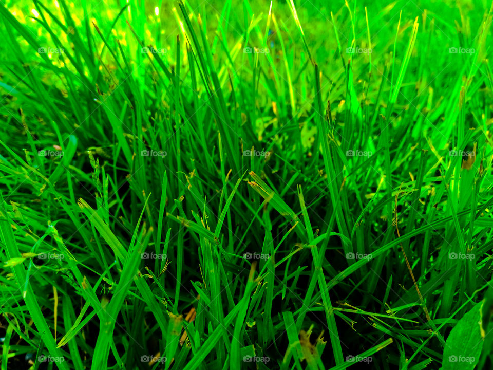 Grass