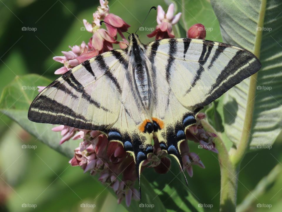 Butterfly on a flower