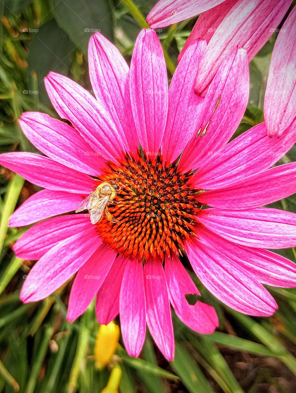 Bee on Flower