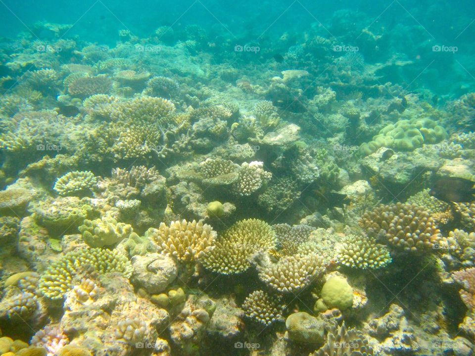 Great Barrier Reef