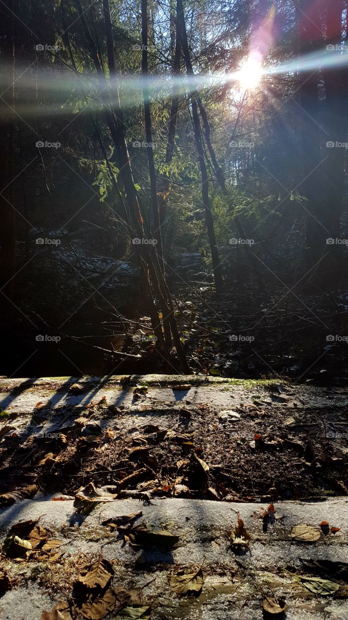 Sunrays in the forest