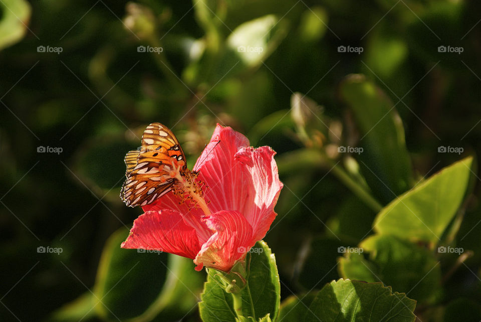 Monarch Hibiscus