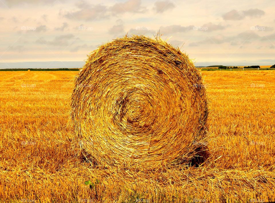 Close-up of straw bale