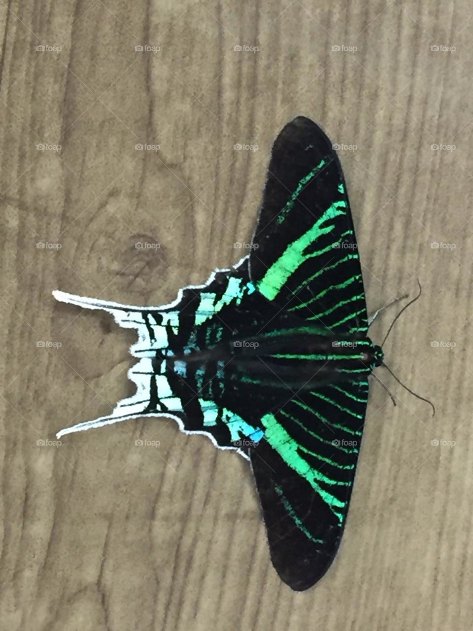 Beautiful Brazilian butterfly