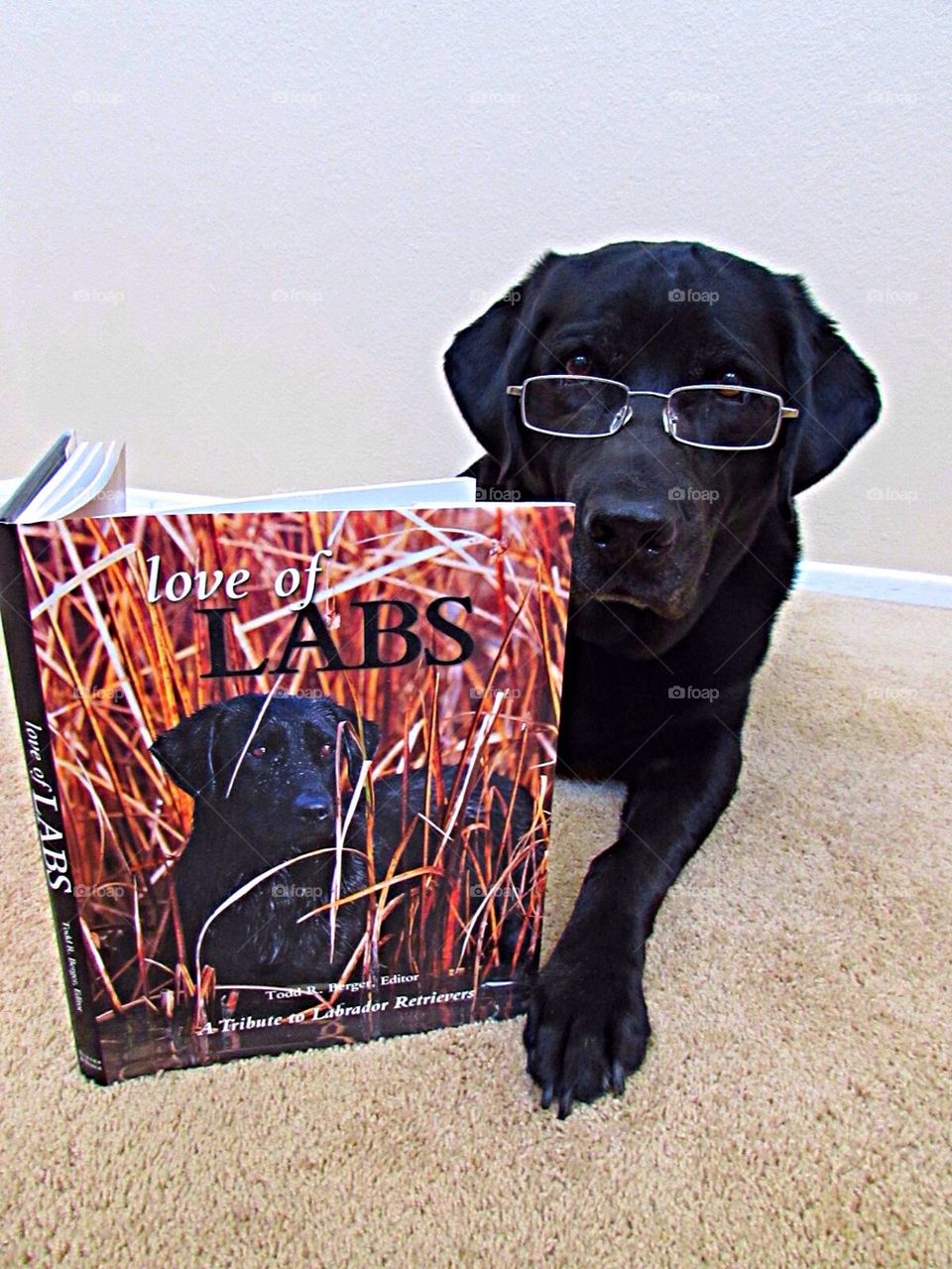 Labrador reading
