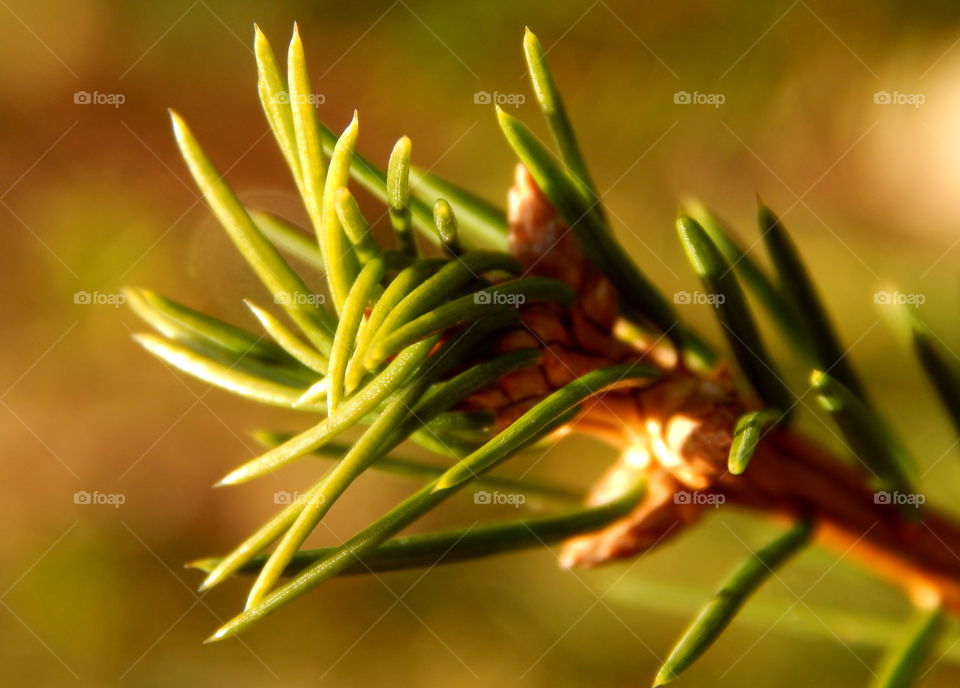 Spruce branch in sun