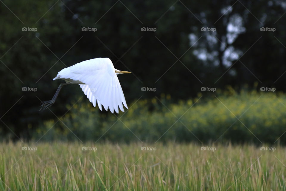 A flying white crane