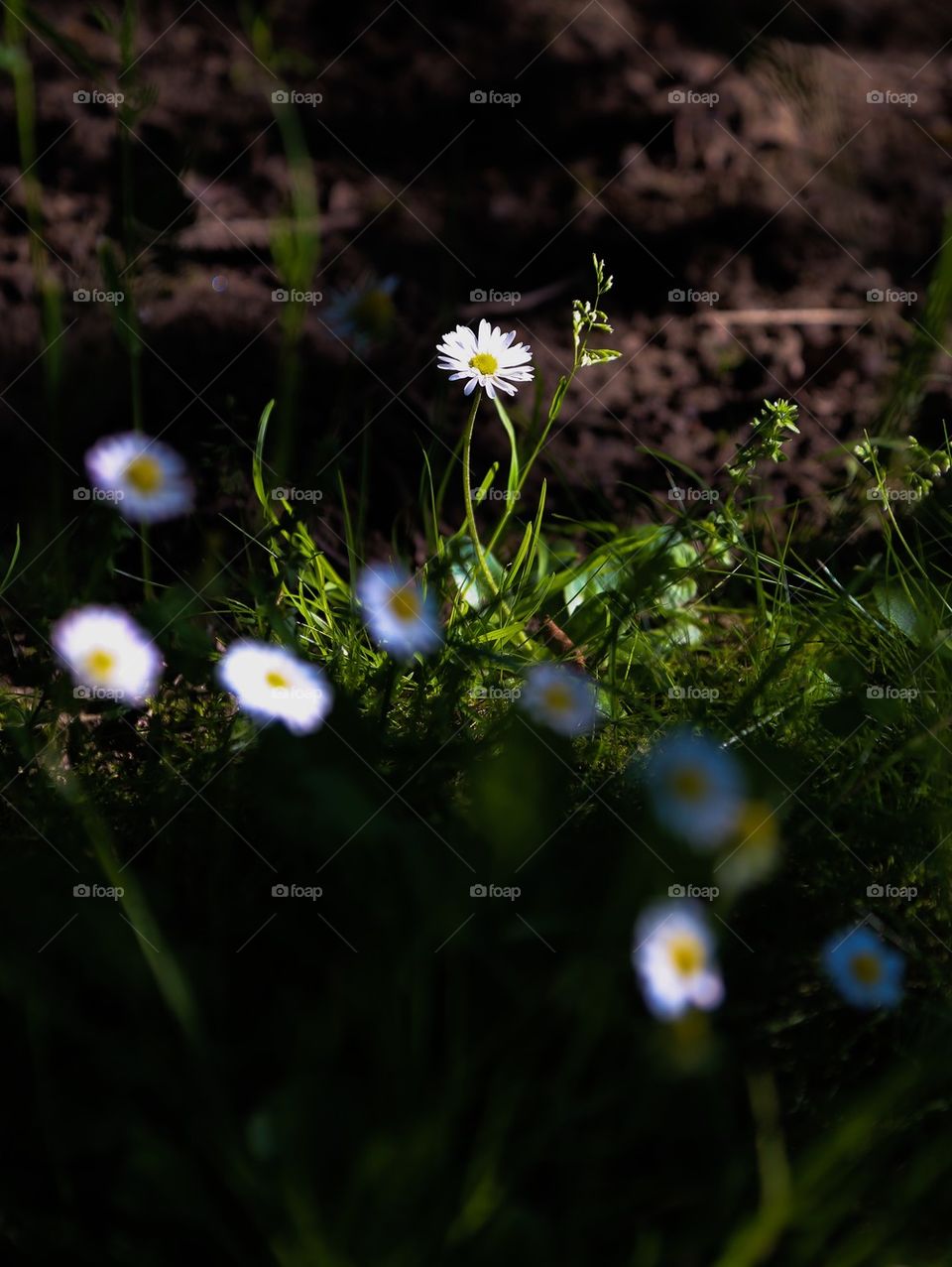 Wild Flowers 