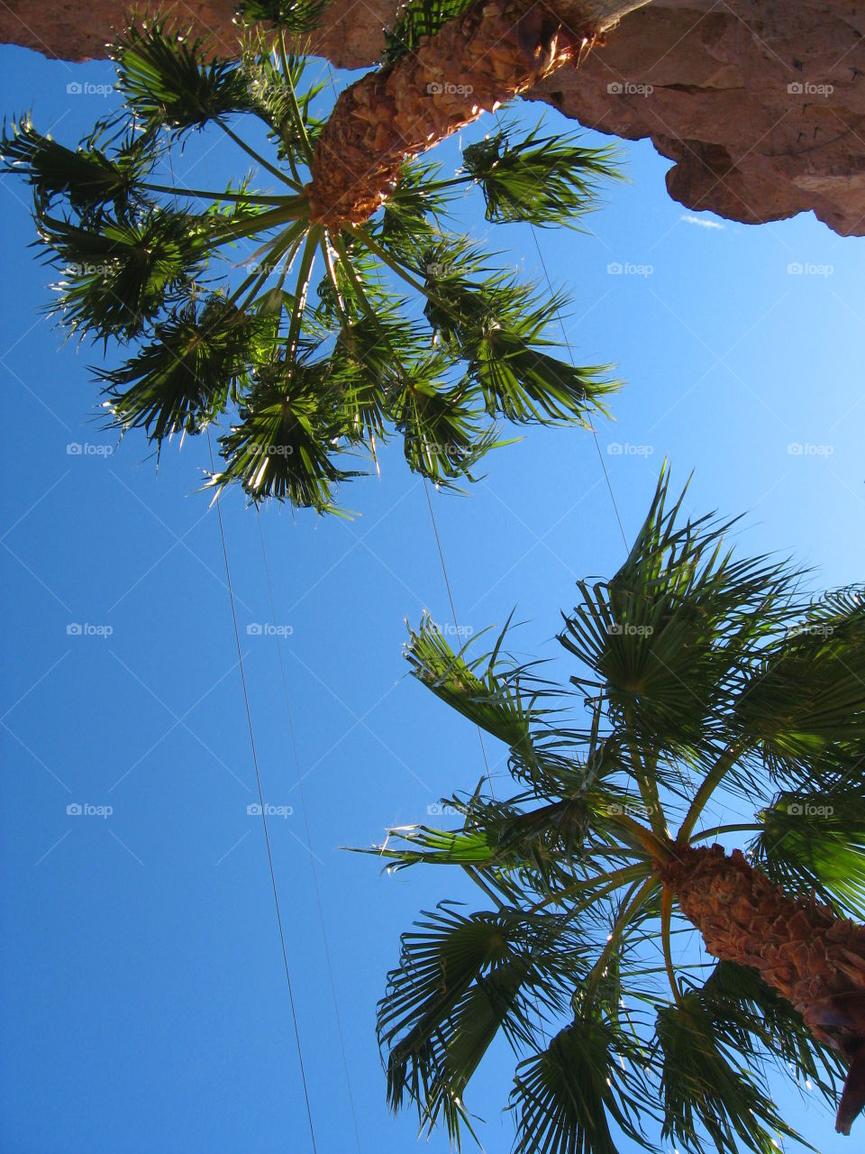 Looking up at towering palms. Looking up at towering palm trees