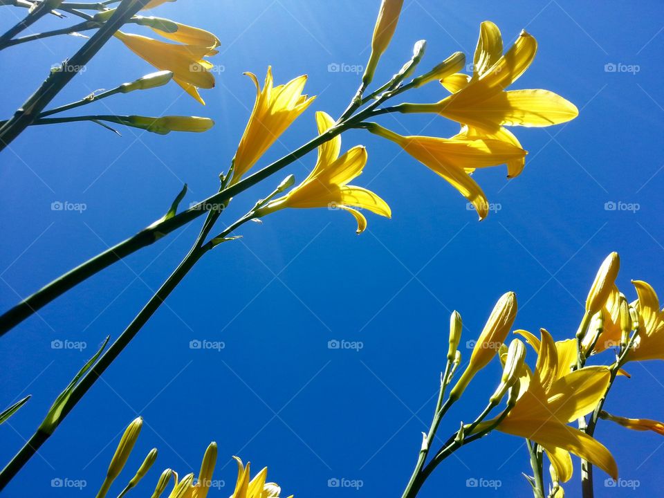 Garden flowers
