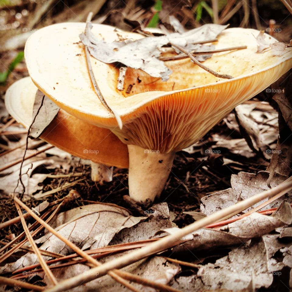 Forest Floor Mushrooms. Earthy Fungi
