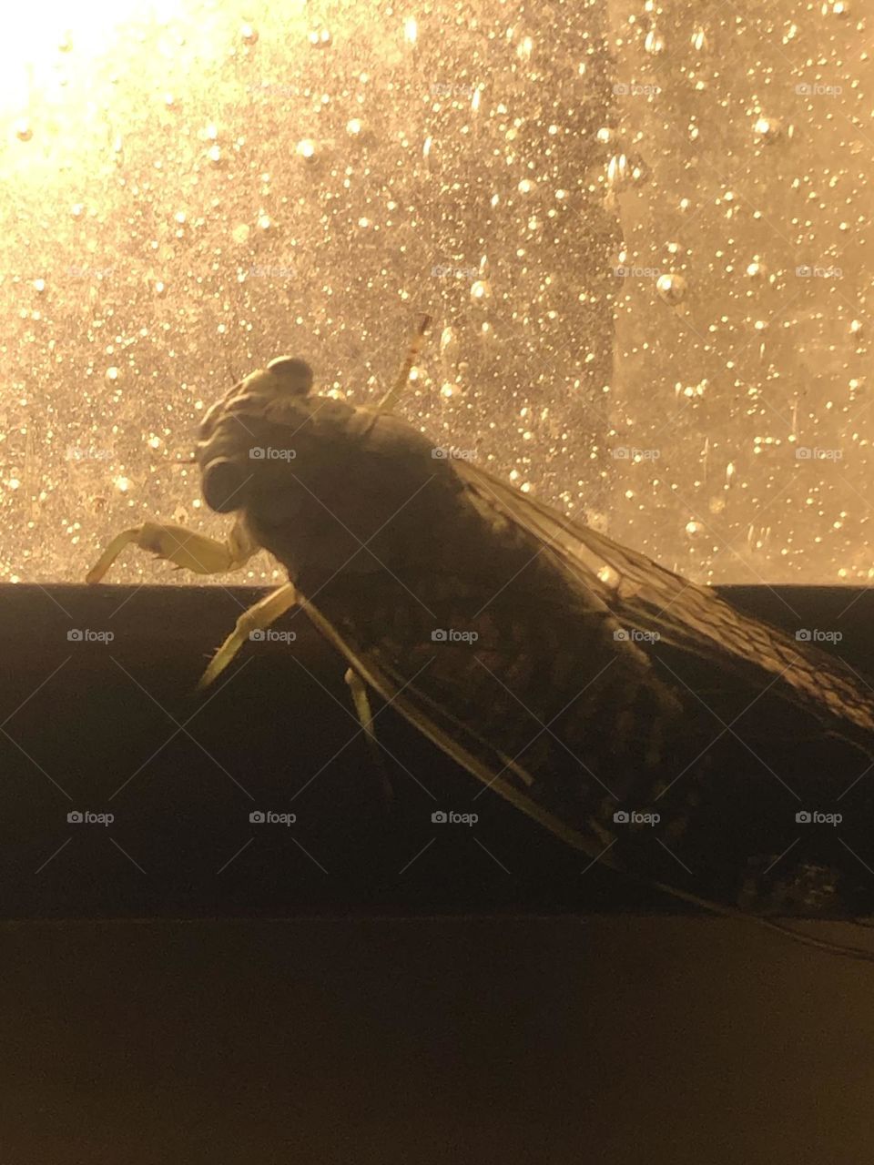 A very loud locust hanging out on the front porch light- how is he so noisy for being a smaller one?!!