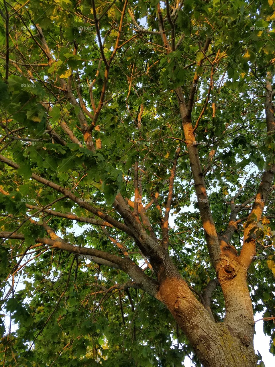 Low angle view of tree