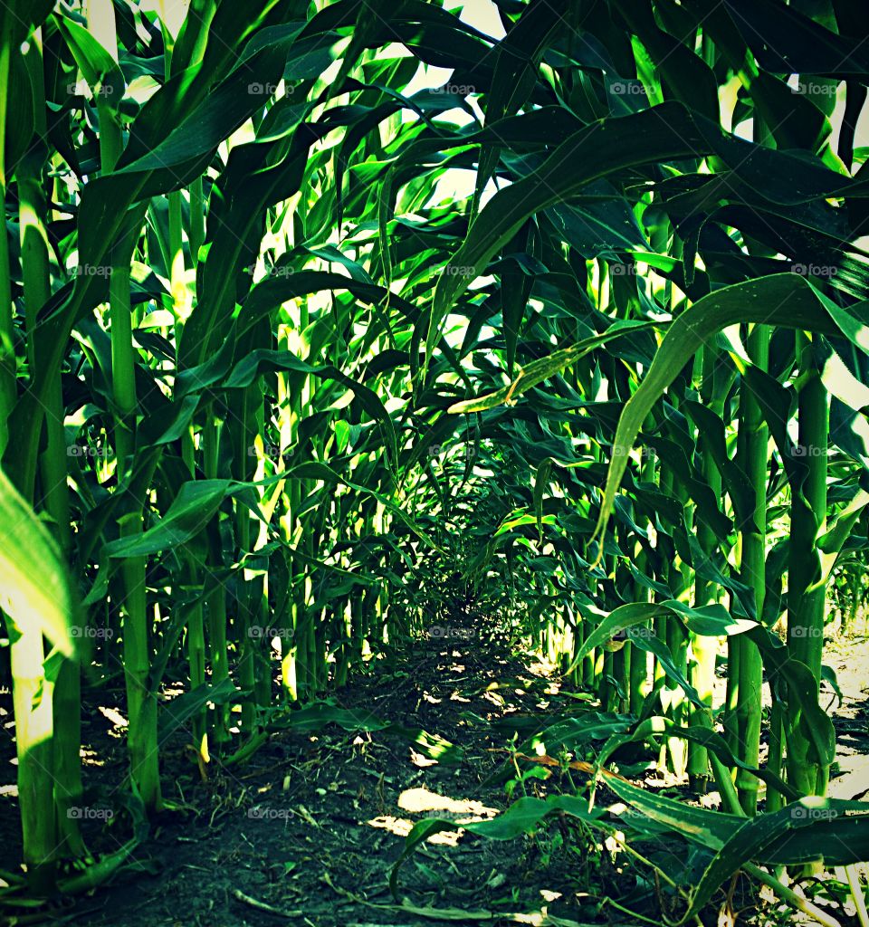 Inside a Cornfield