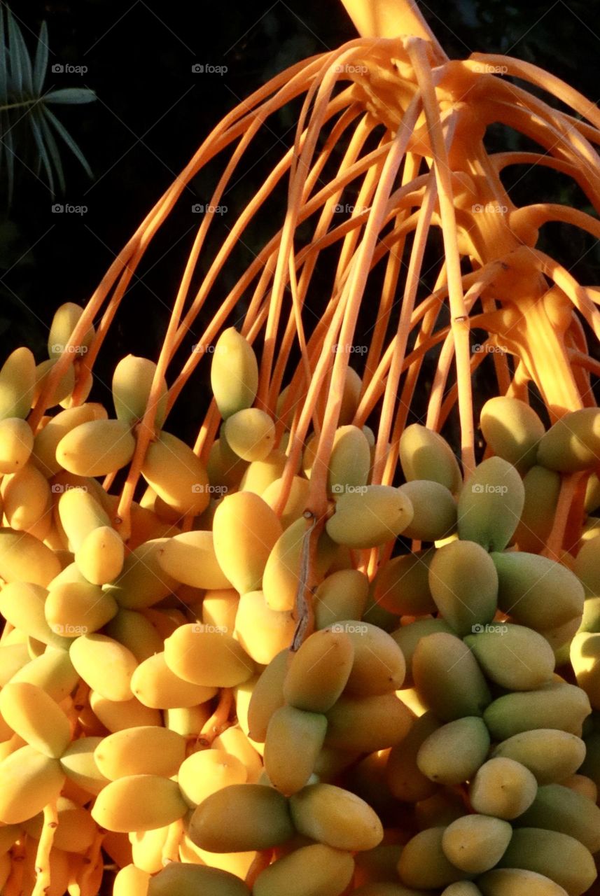 Yellow dates in golden sunset light